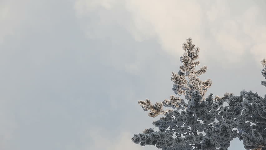 spruce in frost is on the background fog