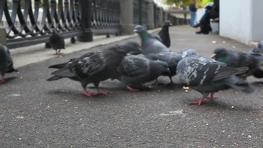Pigeons in the city