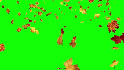 Falling leaves on green screen, 4k
