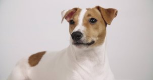4K white background dog Jack Russell sitting, portrait
