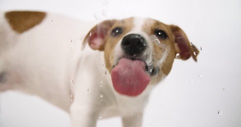 Jack Russell dog licking screen 4k