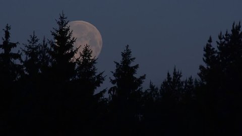 Early morning in the Spring Forest with Birds chorus and full Moon setting.