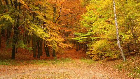 Autumn deciduous forest with colorful leaves in October.