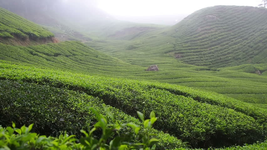 Tea plantation with mist over a hill side, Cameron Highlands, Malaysia.