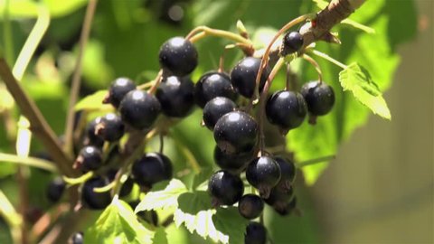 Shot of black currants in the summer sun
