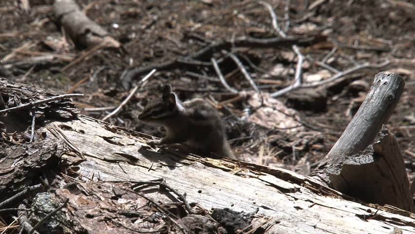 The golden-mantled ground squirrel is a type of ground squirrel that lives in all types of forests across North America.