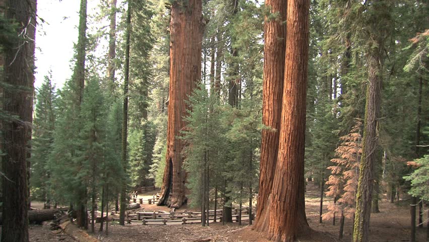 The Giant Sequoia National Monument U.S. National Monument located in the southern Sierra Nevada in eastern central California.
