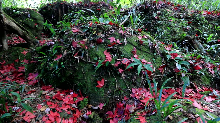 Colorful autumn leaves over ground in  forest