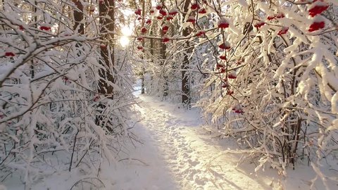 Path through Siberian winter forest under the snow 