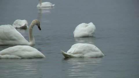 Elegant Mute swan,Cygnus Olor swimming on the Baltic sea during spring in Sweden