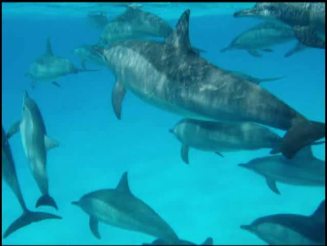 Herd of dolphins passing in front of the camera, Red Sea, Egypt II