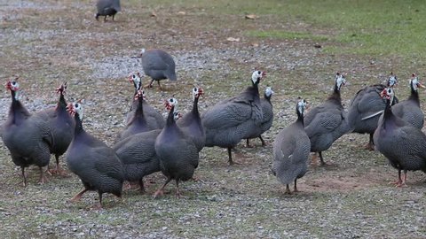 Guinea fowl, poultry, such as chickens, a family of one family. A family that Numididae. The nature of the guinea fowl beak is short and thick.
