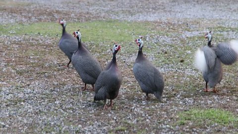 Guinea fowl, poultry, such as chickens, a family of one family. A family that Numididae. The nature of the guinea fowl beak is short and thick.
