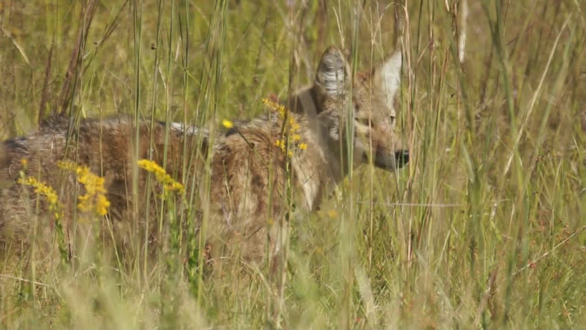 Coyote (Canis latrans) hunting in Georgia