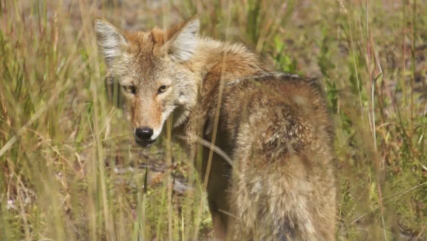 Coyote hunting in Georgia