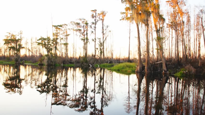 Cypress swamp in southern United States