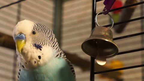 The male budgerigar playing with a bell on the cage, closeup