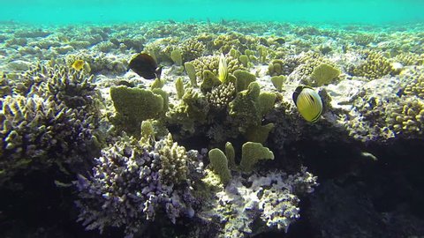 Pair of teardrop butterflyfishes swim at the corral reef (1080p, 25 fps, GoPro 3 Black Edition)