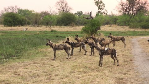 Pack of African wild dog moving alongside a river in the Okavango Delta - Botswana, Oct. 2015