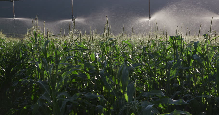 4K panoramic shot of irrigated cornfield of a large scale commercial corn farm Royalty-Free Stock Footage #15266659