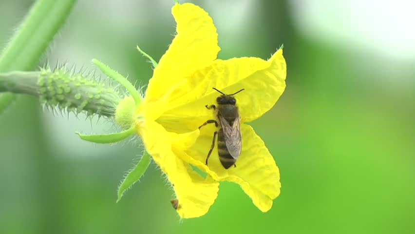 Огурцы без пчел фото