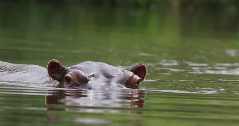 Hippo moving towards camera and then submerging - South Africa, Oct. 2015