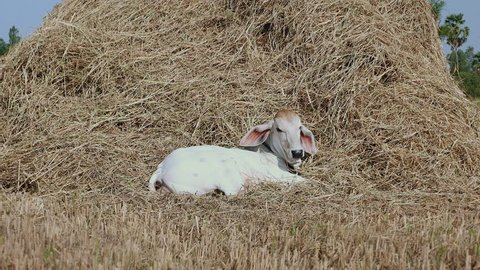 Close-up on white calf resting by a pile of hay and leaning its head on it