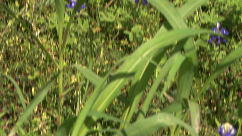 tilt show of Bluebonnets on the side of an old wooden fence