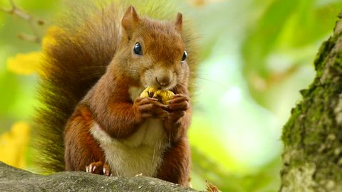 Red Squirrel at the Chestnut, Close Portrait