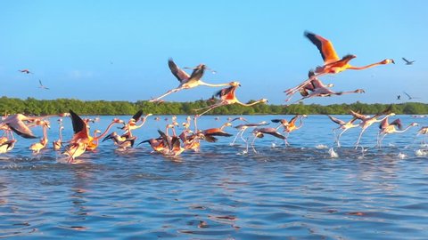 flock of pink flamingos flying on water surface tracking shot slow motion