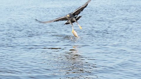 hawk swooping down and catching a fish out of water slow motion rio lagartos lagoon mexico