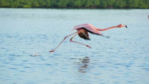 pink flamingos walking on water starts flying slow motion rio lagartos lagoon mexico