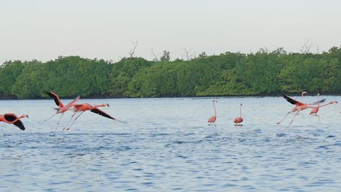 pink flamingos flying on water surface tracking shot slow motion rio lagartos lagoon mexico