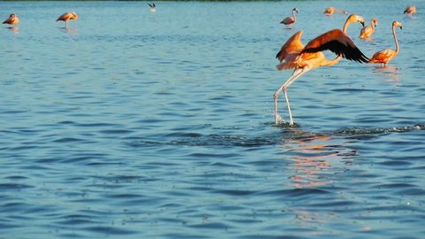 pink flamingos walk on water surface into a salt lagoon at rio lagartos mexico slow motion