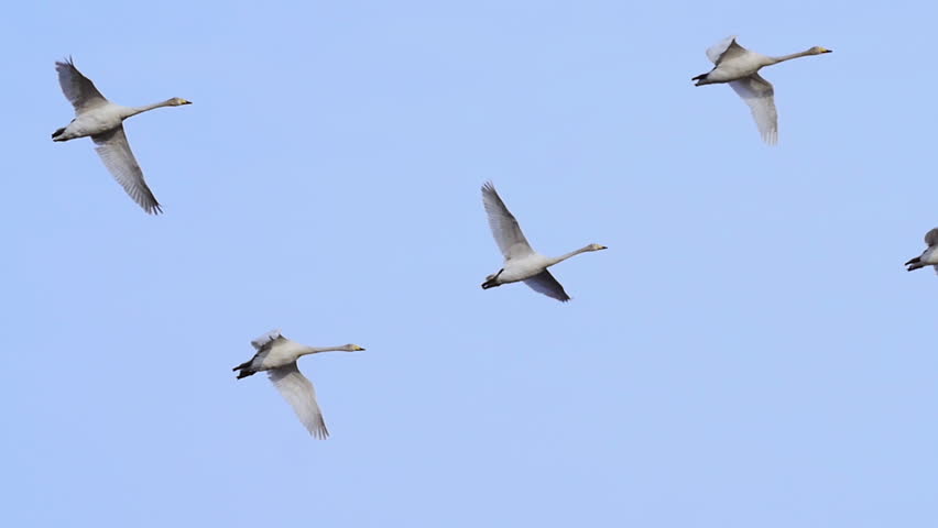 arge flock of swans in flight slow motion