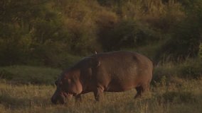 African hippopotamus at the sunset