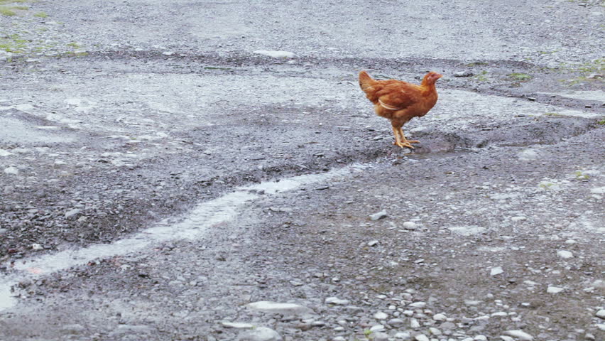 Chicken near creek