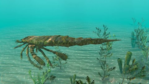 An animation swimming along with Eurypterus in the sea . Eurypterids are related to arachnids and include the largest known arthropods to have ever lived (460 to 248 million years ago).