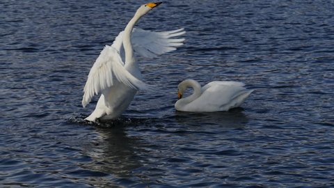pair of lovers wild swans slow motion