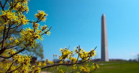 The Washington Monument with yellow tree-blue sky early spring