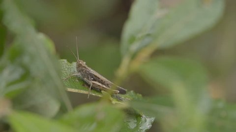 A grasshopper is sitting in wild grass and jumps into the wilderness. Filmed in slow motion at 240fps.
