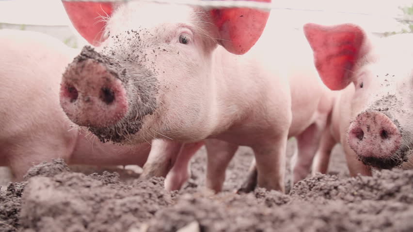 Organic pigs are snuffling in topsoil looking for worms and grubs. Shot in slow motion Royalty-Free Stock Footage #15293926