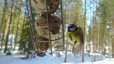 Blue tit eating hanging fat balls at a bird feeding place in winter. Slowed down to 50%.