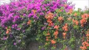  Colorful Bougainvillea flowers and  Bignonia de Invierno richly growing up a wall in suburbs. Purple and orange colors.
