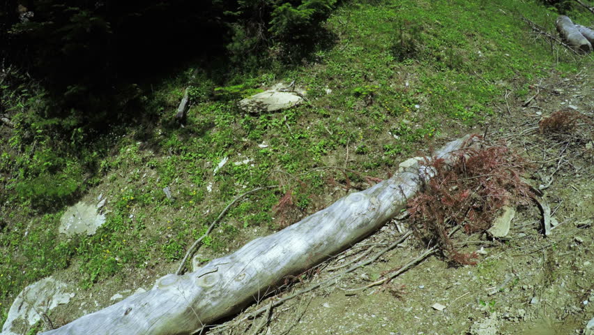 Felled tree trunks on ground