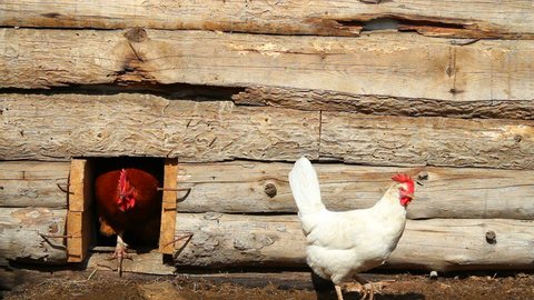 Chickens and a rooster in a wooden chicken coop