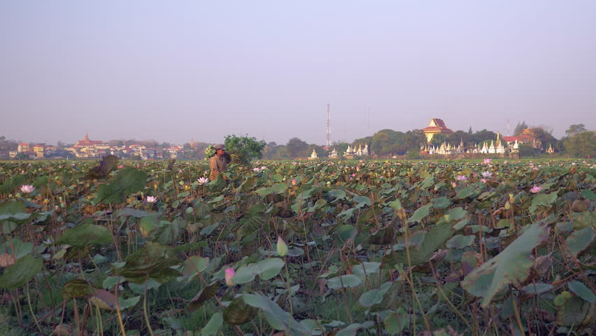 Farmer walking through a lotus field and picking fresh seedpods (Nelumbo Nucifera); Pagoda in the background