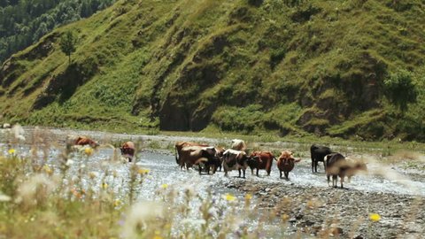 Cows on wild riverbank 