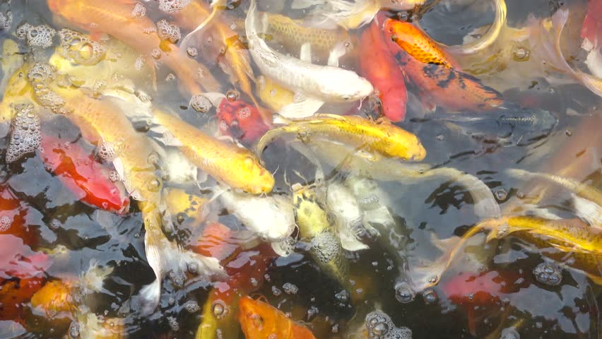 Кодовая таблица кои-8. Кои 16. Koi-8 кодировка таблица. Беременный кои. Кодировка koi8-r таблица.