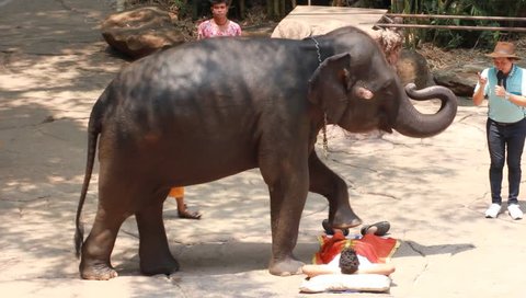 BANGKOK, THAILAND - March 8: elephant show at Safari world March 8, 2016 in Bangkok, Thailand.